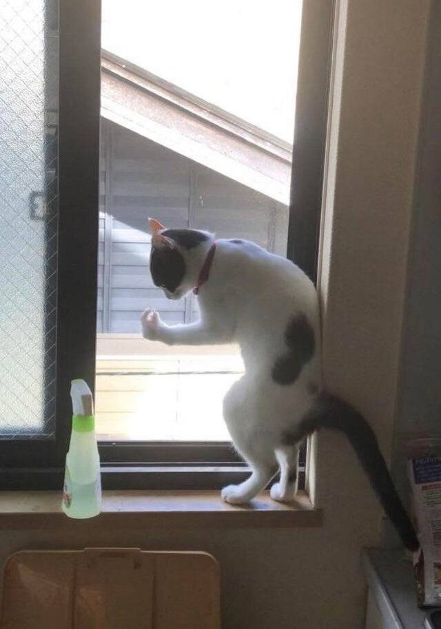 cat posing by window like it's italian
