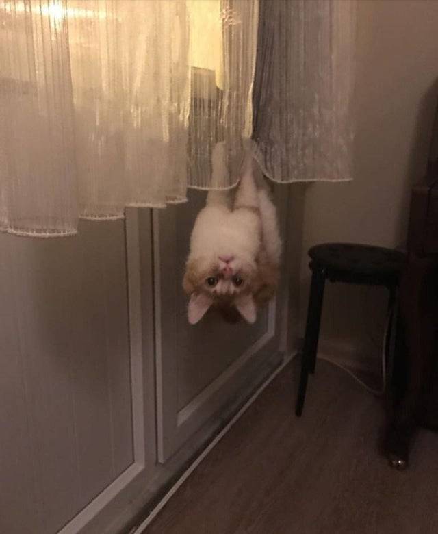cat uses paws to hang off the curtains