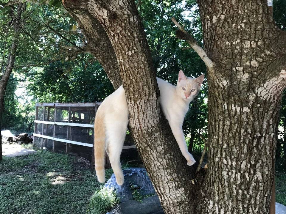 cat gets itself stuck in a tree sideways