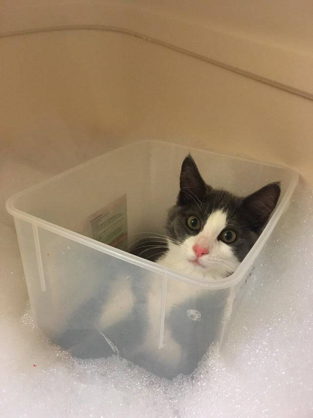 cat sits inside of box in the bathtube
