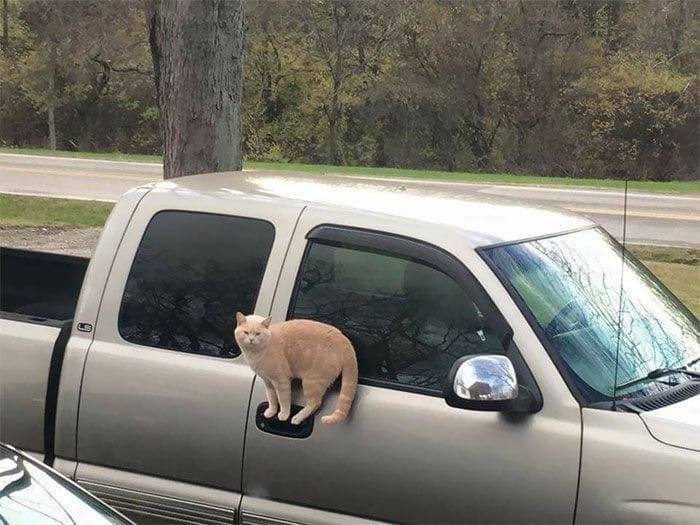 cat sits on car door handle