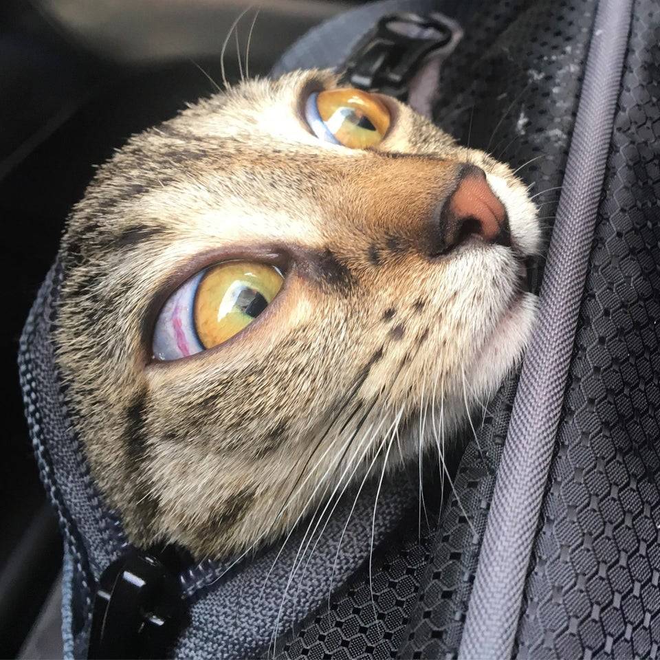 cat peeks out of bag to look outside