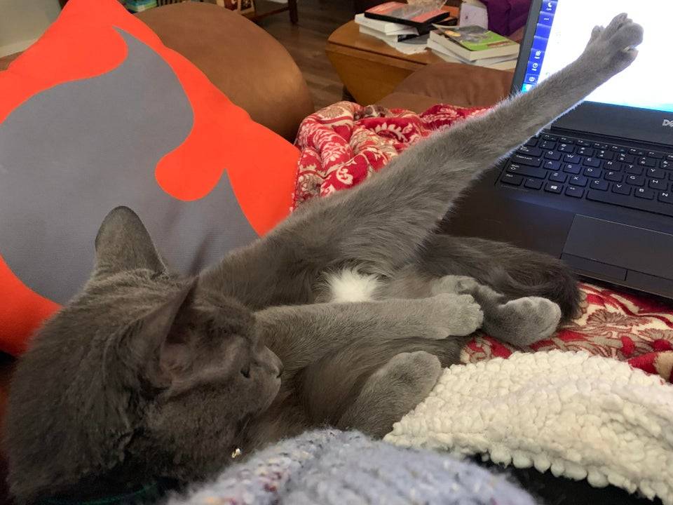 Cat Shows off Leg to computer camera