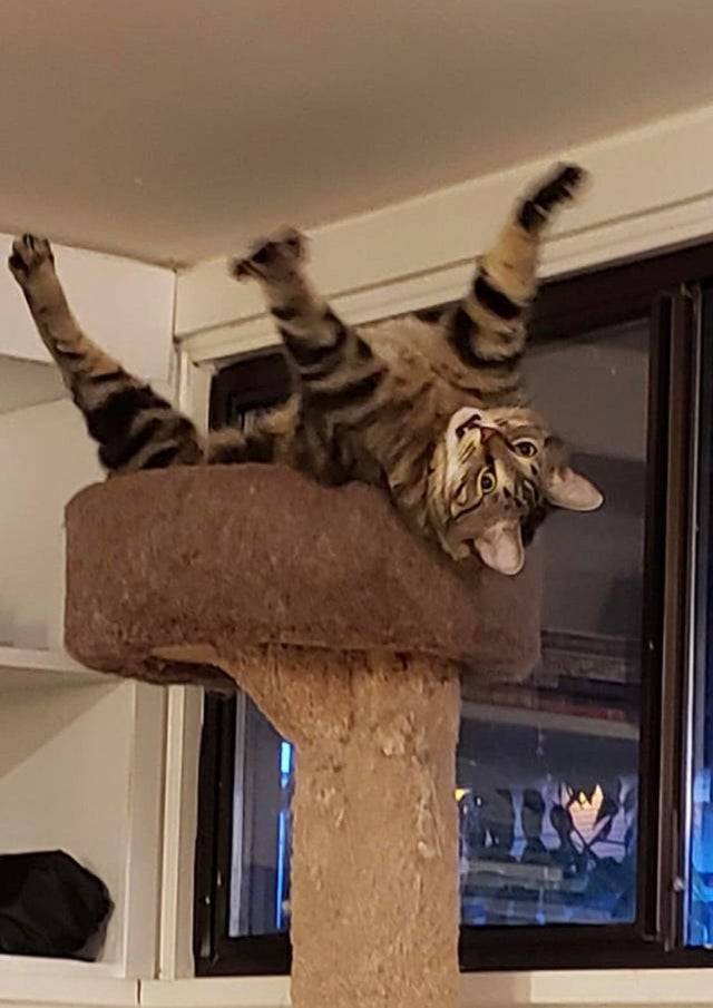 cat puts all its paws up in the air facing up