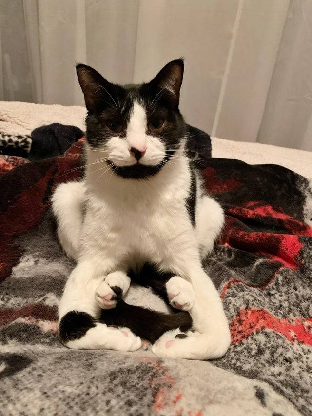cat sits on bed in a weird stance