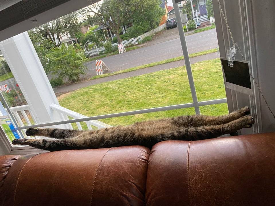 cat stretching on the couch
