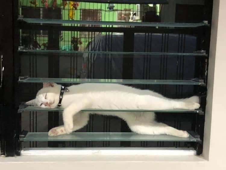 cats positions itself on shelves for a nap