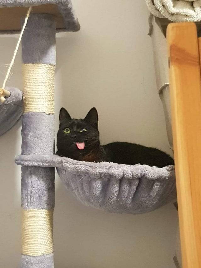 cat sits in cat tree with tongue out