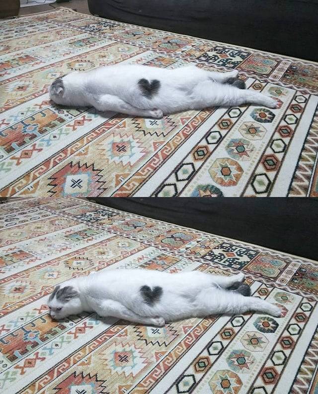 cat lays on carpet with heart shaped fur