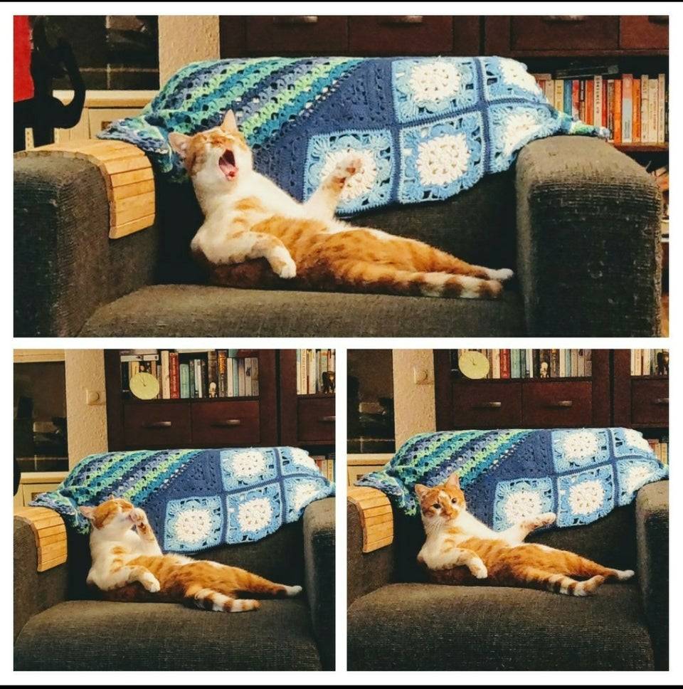 cat yawns while sitting on chair