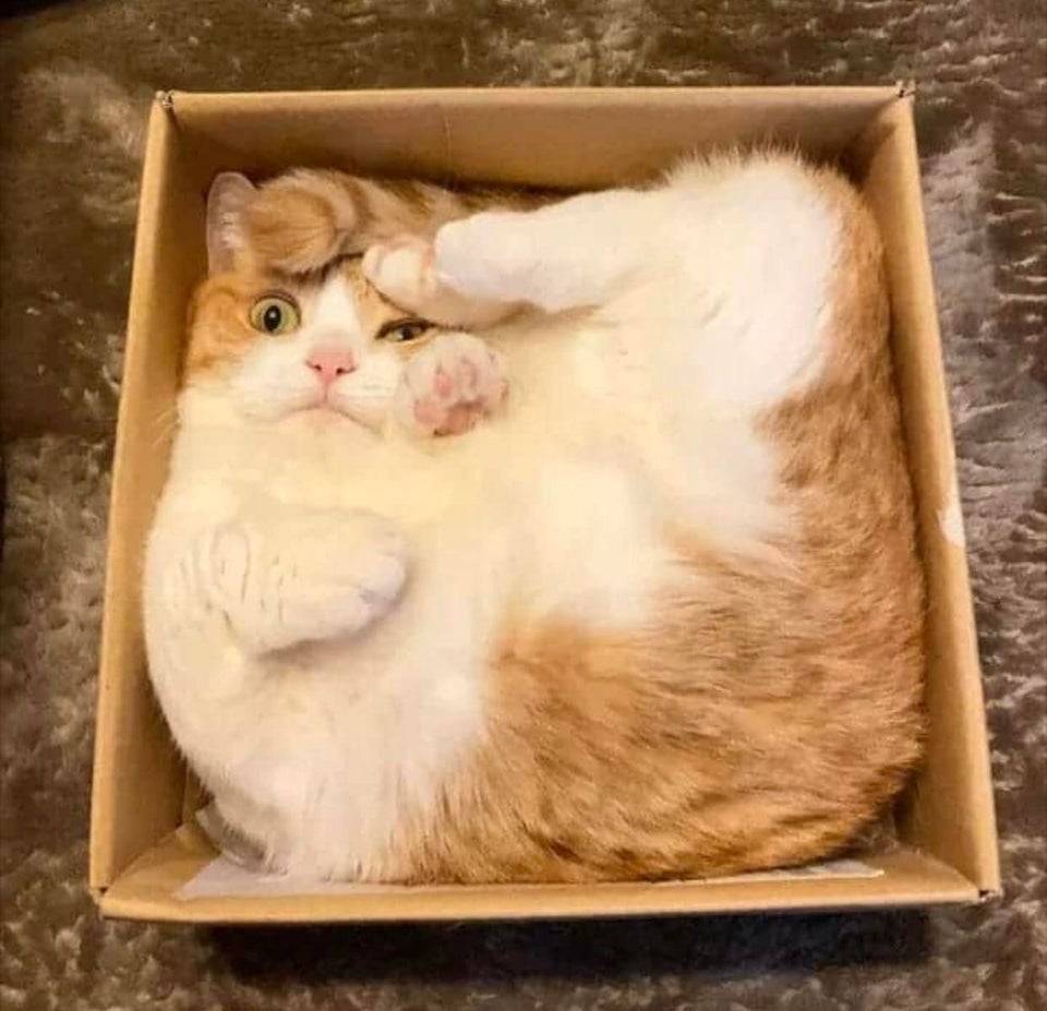 cat contorts itself to fit in box