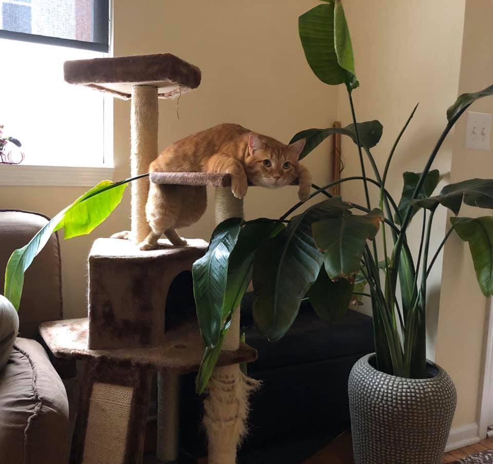 cat lazily hangs off cat tree by a plant