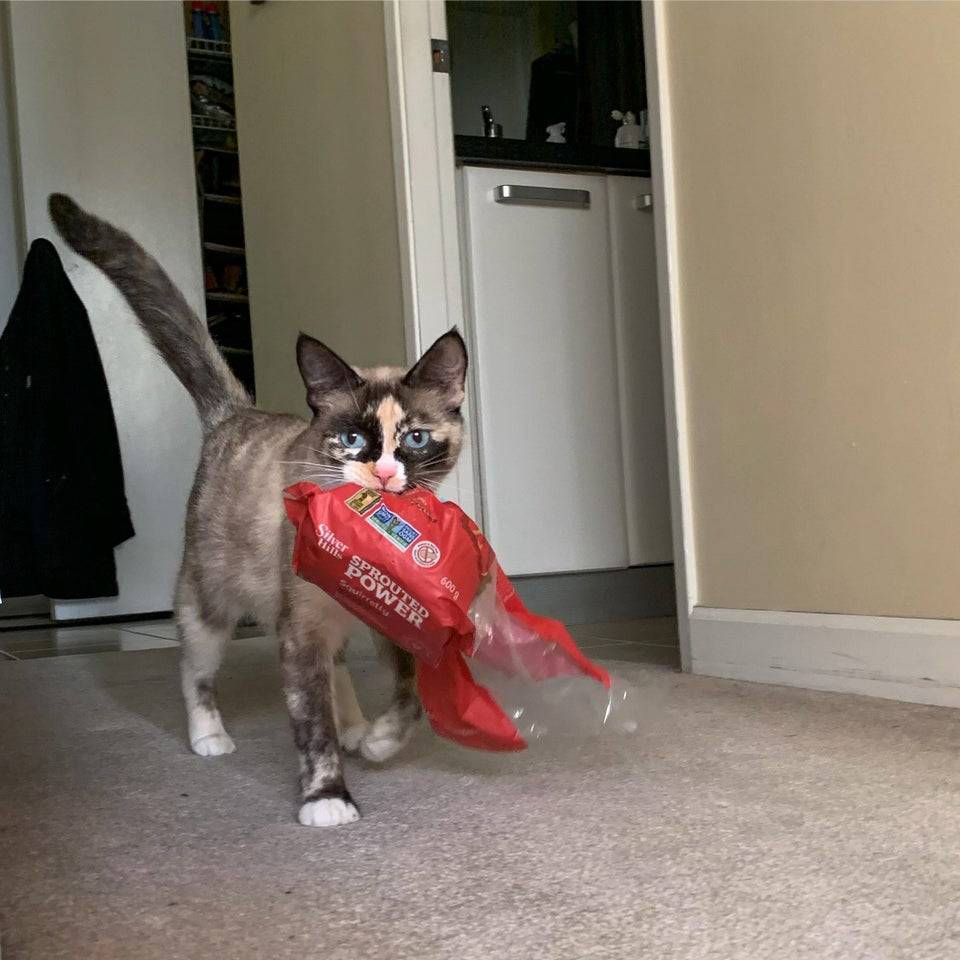 cat holds a loaf of bread in its mouth