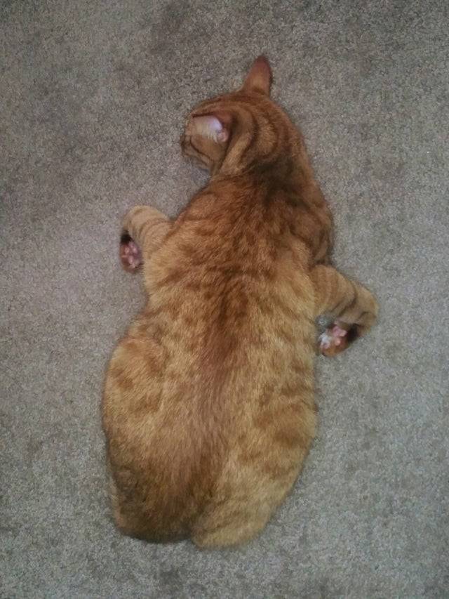cat spreads out to sleep looking like a turkey
