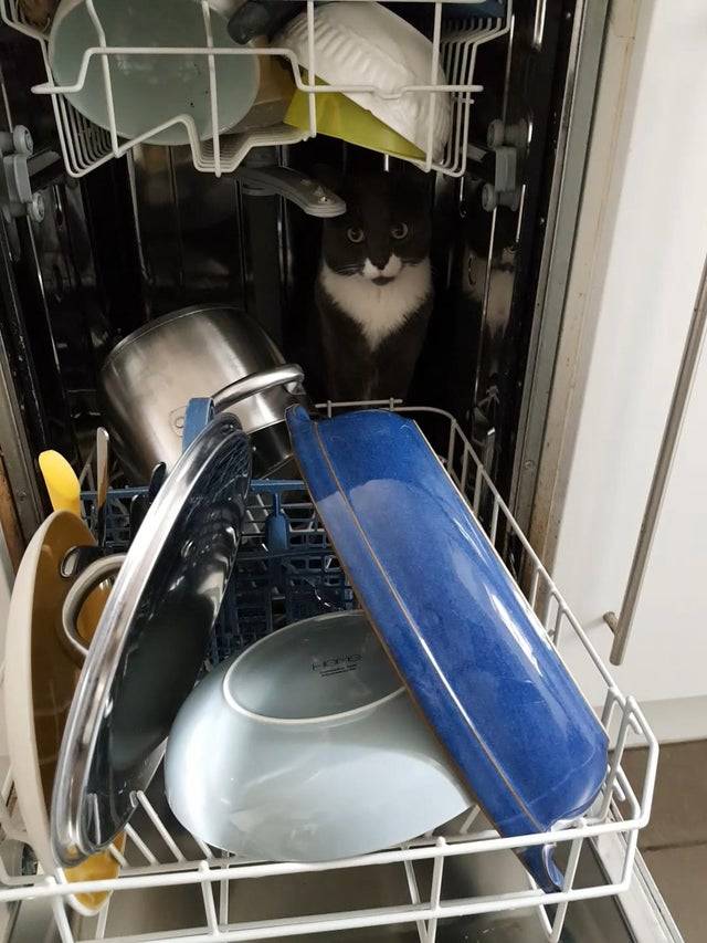 cat stares while standing inside dishwasher
