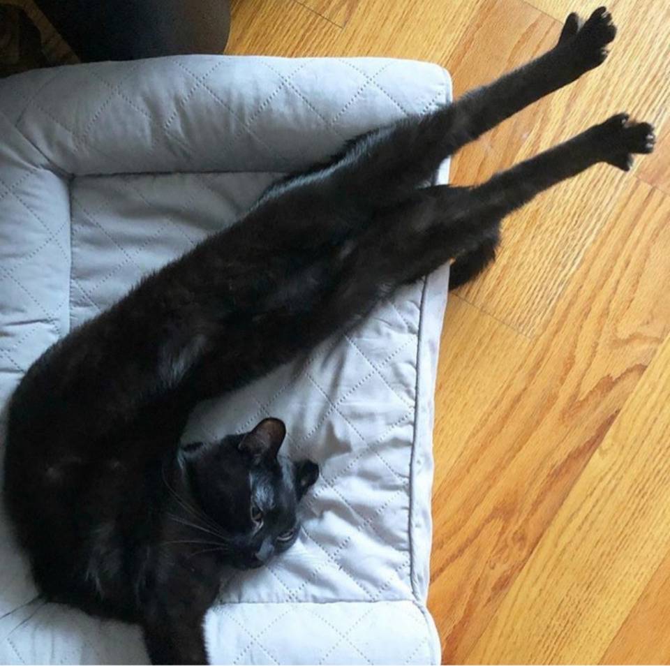 Cat's legs stretch sideways