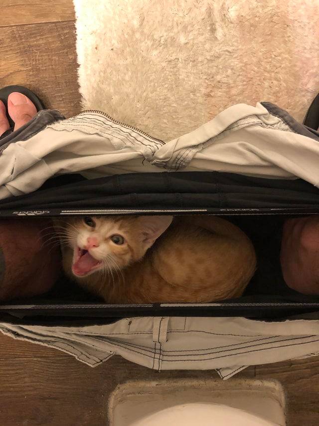 cat looks amused peaking through a person's trousers