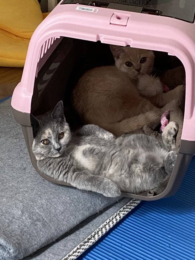 two cats share a pink open cage