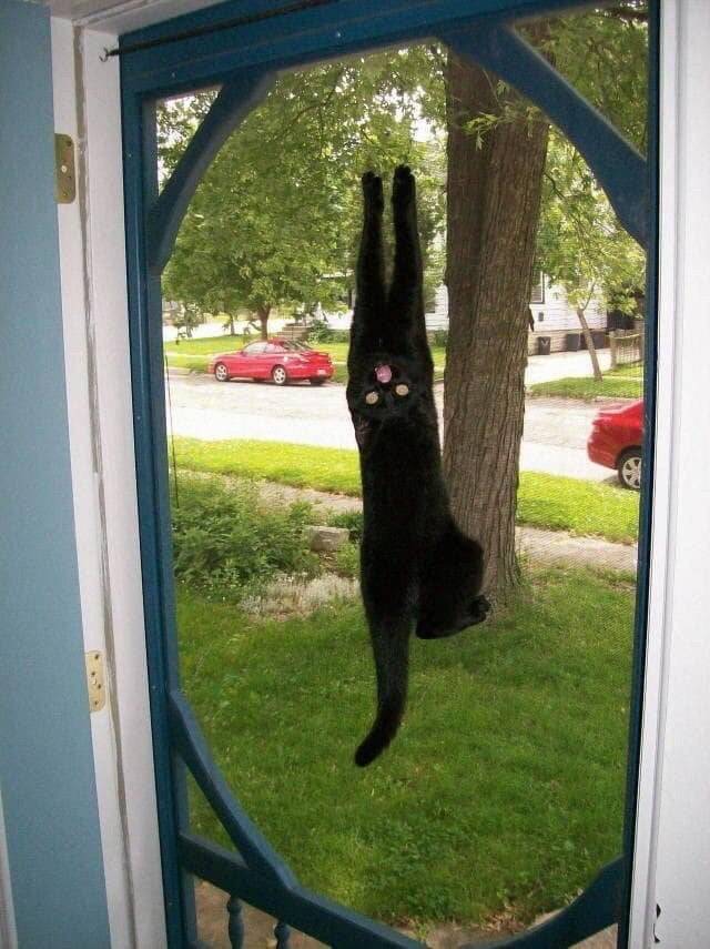 cats claws the screen door