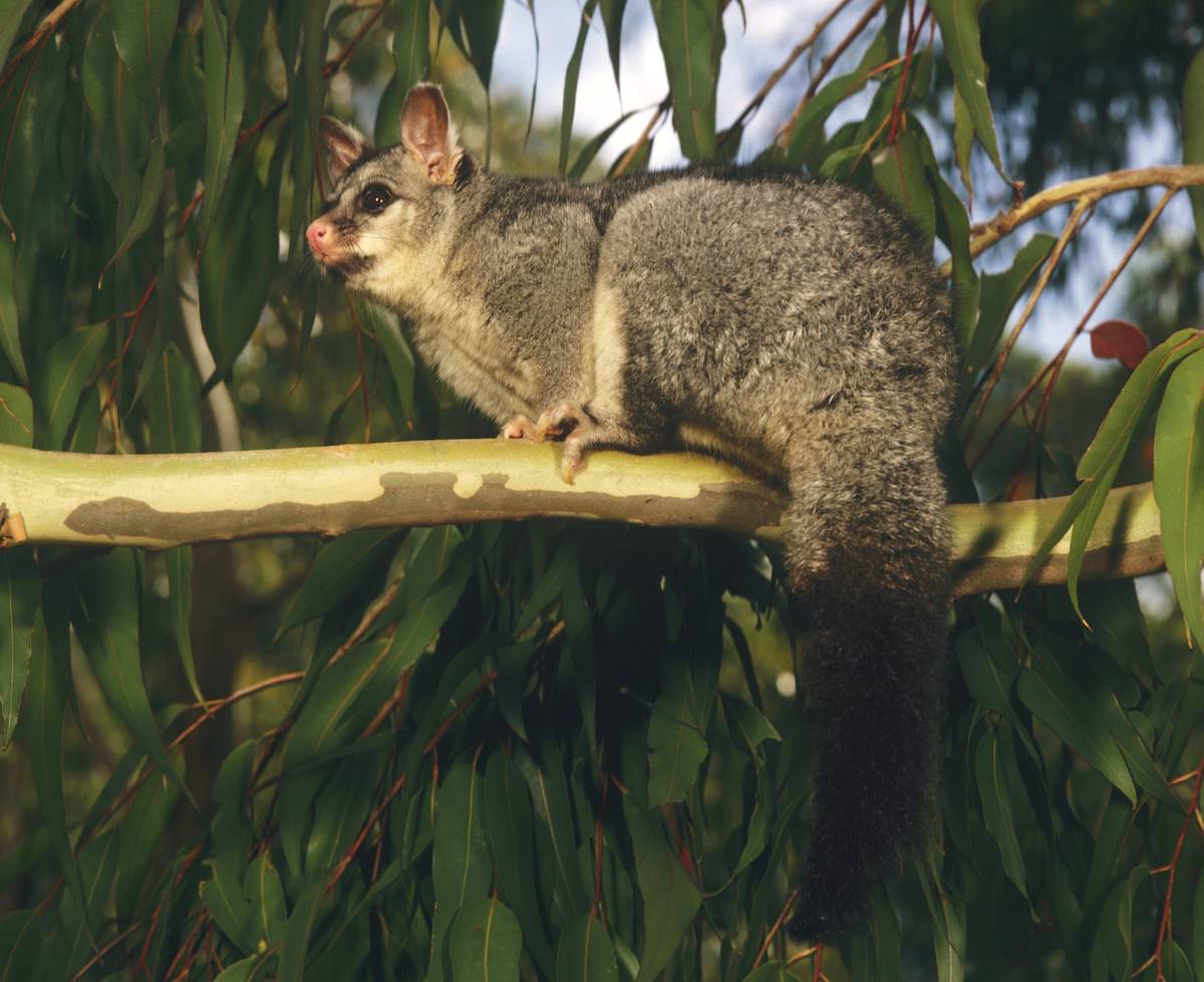Common brush tail possum, Trichosurus vulpecula, in tree.