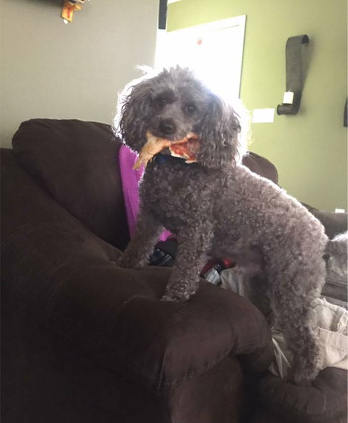 dog pizza