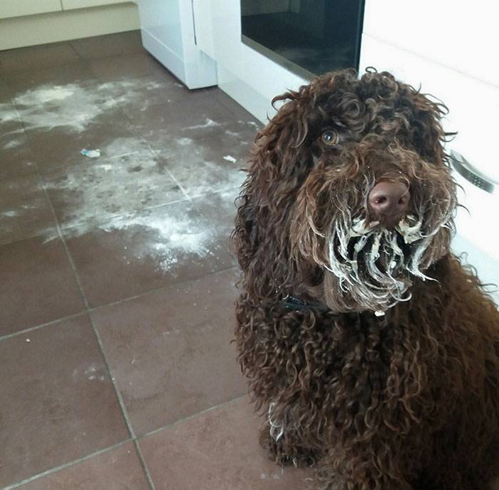 dog flour