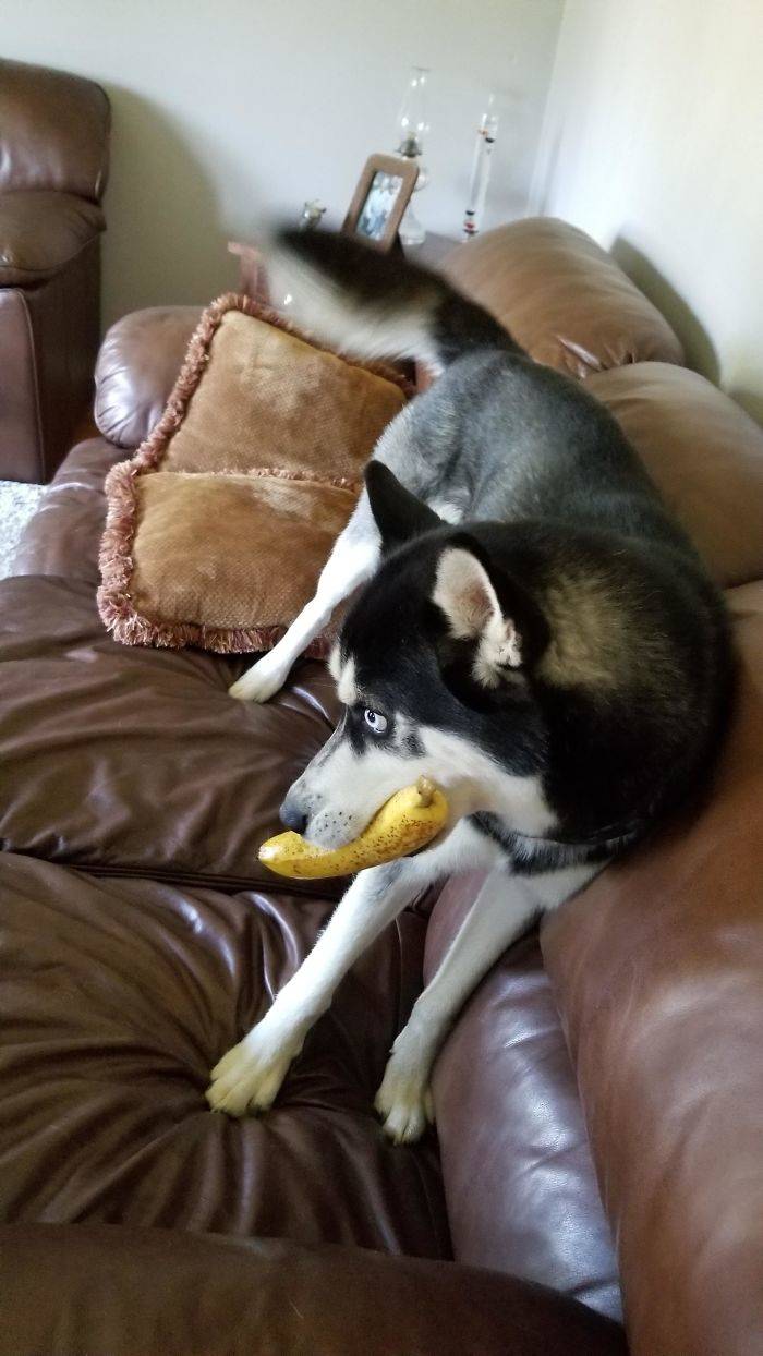 banana husky