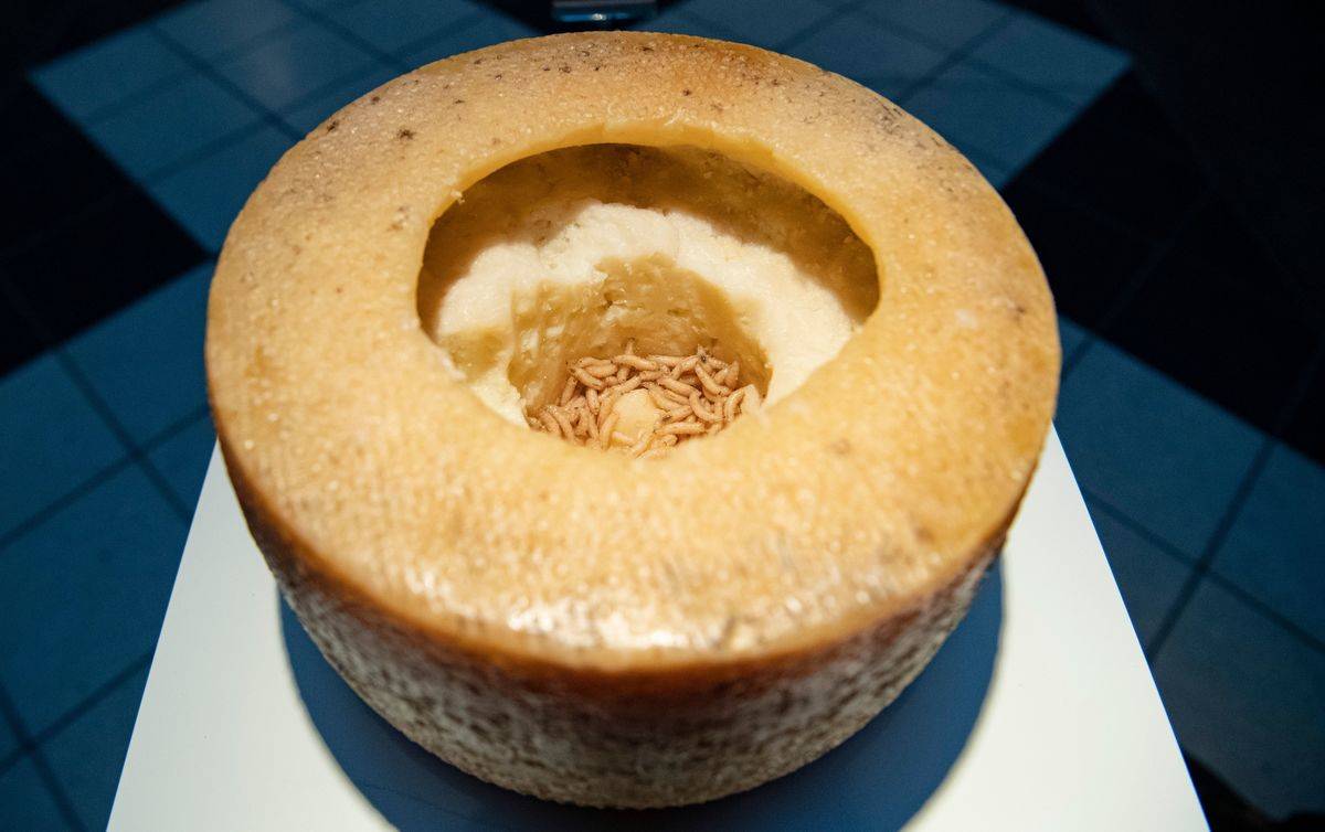 Casu marzu, maggot-infested cheese from Sardinia, is on display.