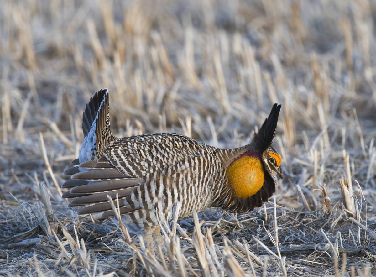 chicken with black plume and yellow ball-like segment on neck