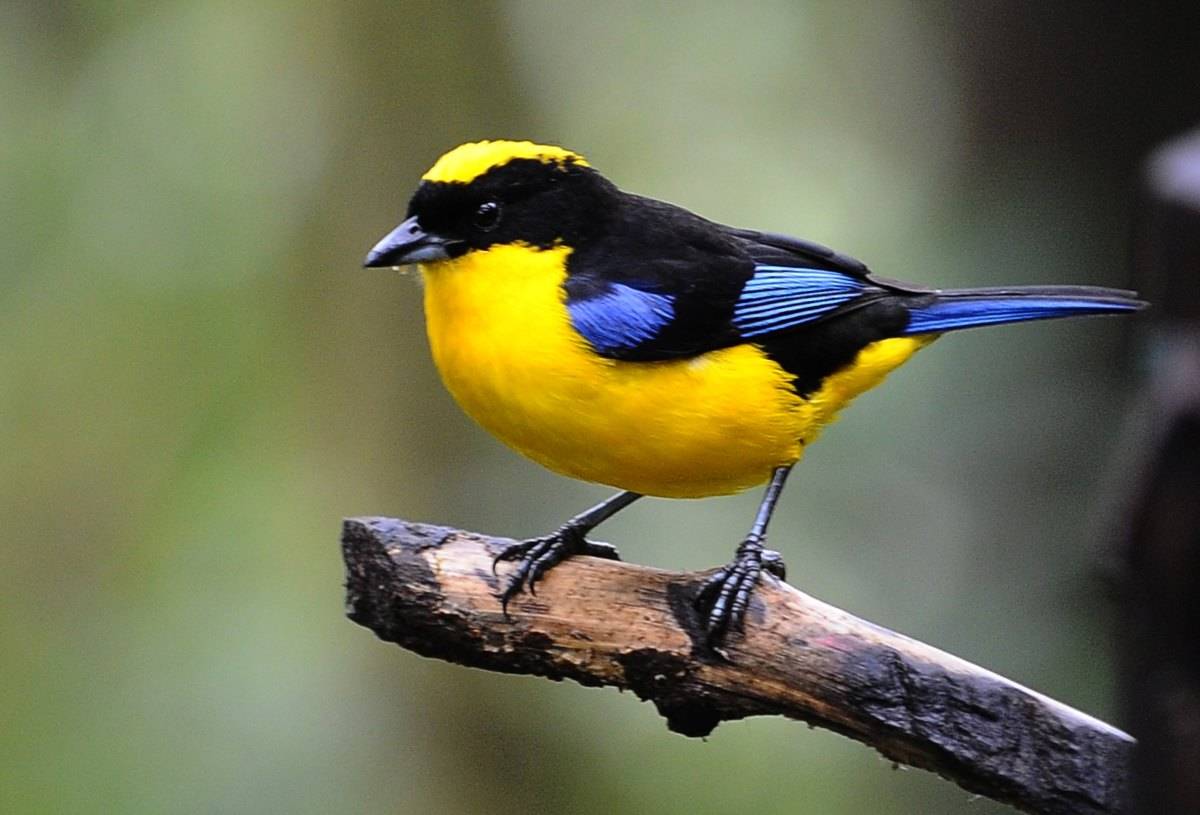 blue, black, and yellow small bird