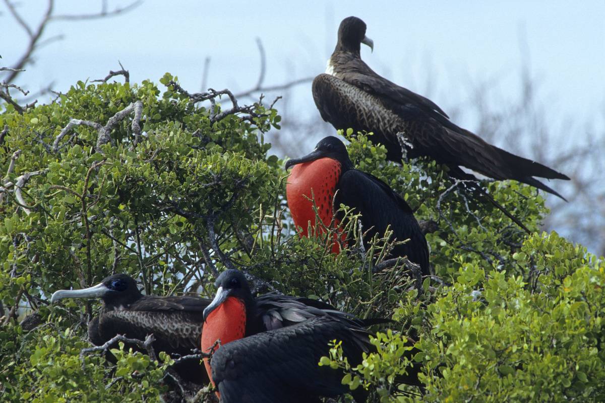 colony of birds with balloon-like red puffed chest