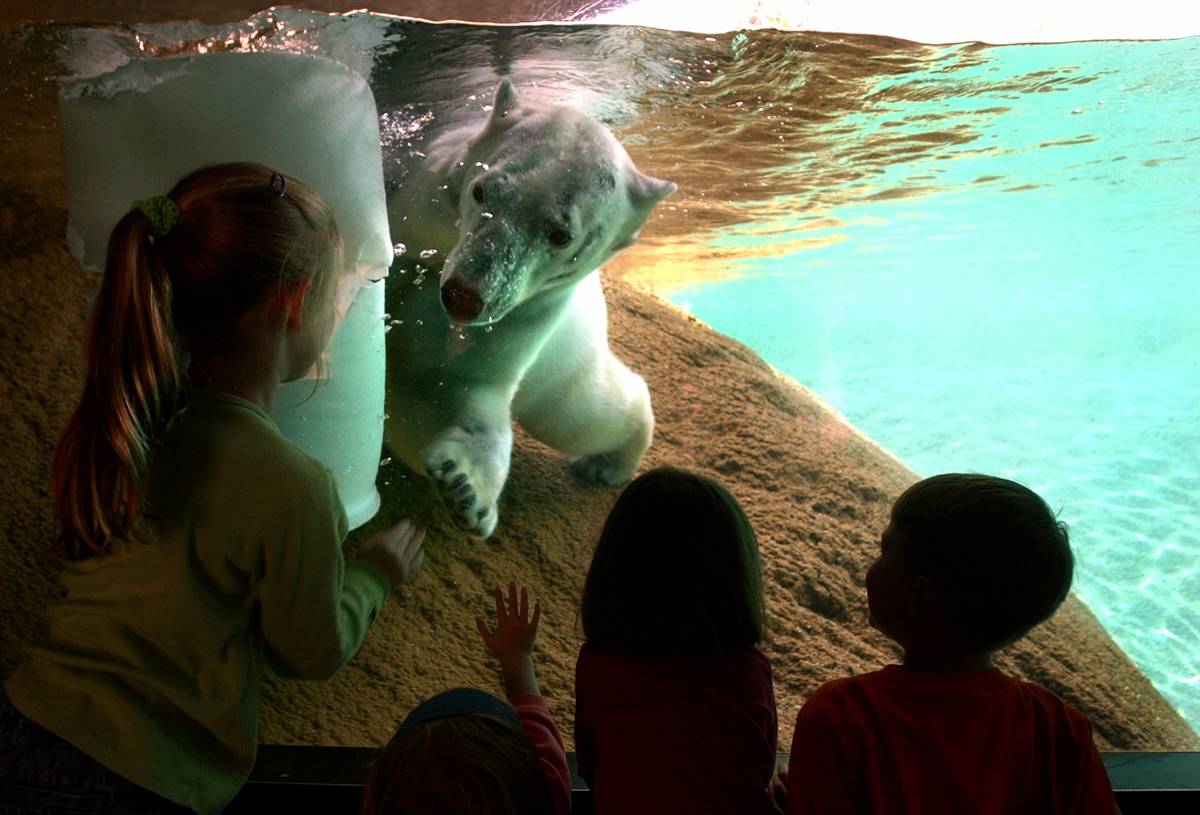 children with polar bear at denver zoo