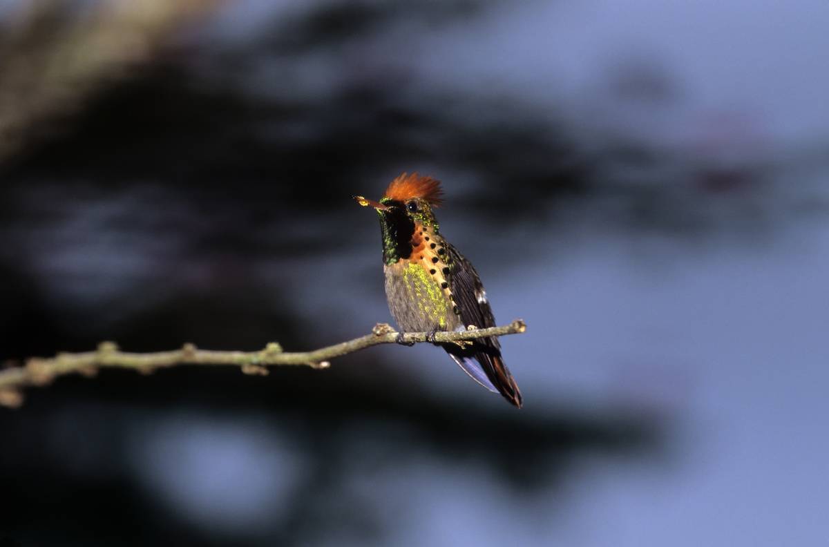 Trinidad, Asa Wright Nature Center, Tufted Coquette (hummingbird) Lophornis ornata