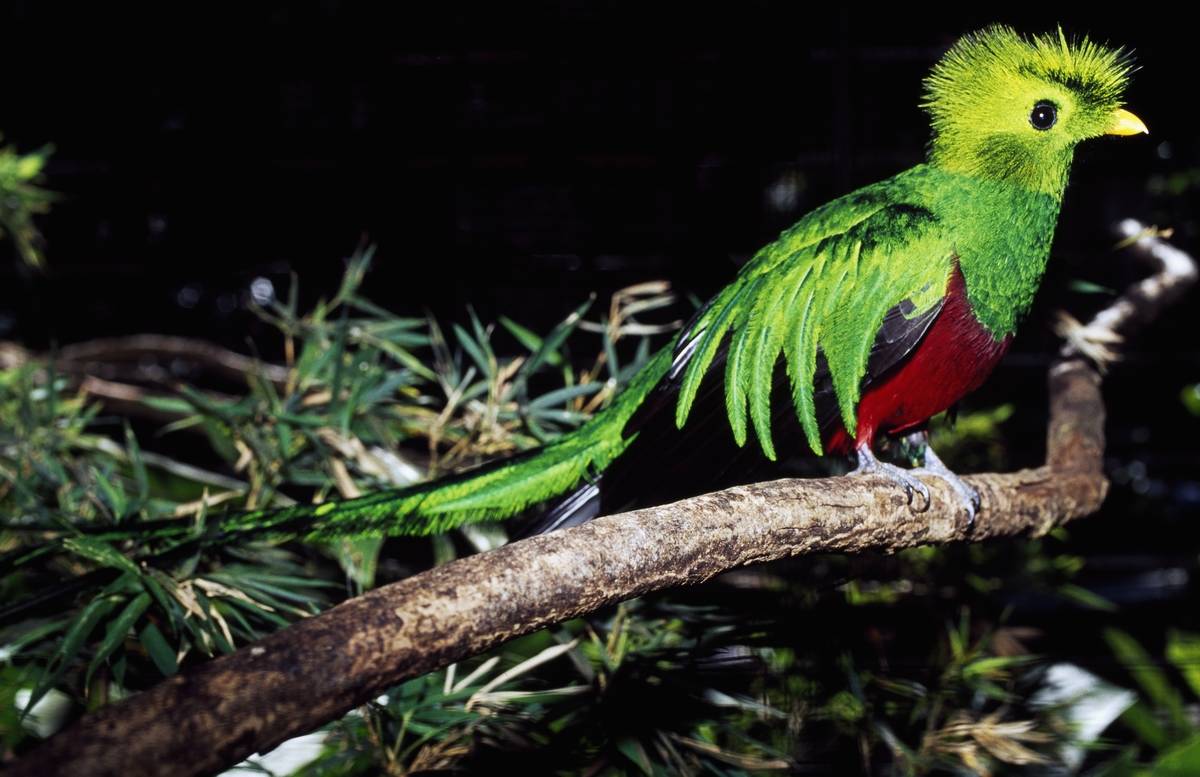 magnificent blue, green, red and yellow bird