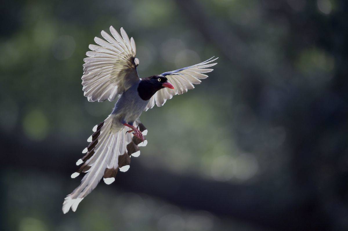 bird with extremely long tail feathers