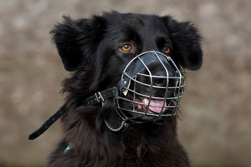 GettyImages-539276706