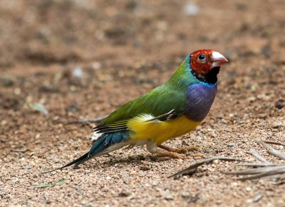 small vibrantly colorful bird 