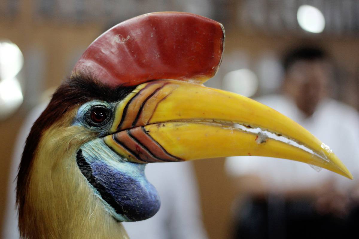 head of helmeted hornbill