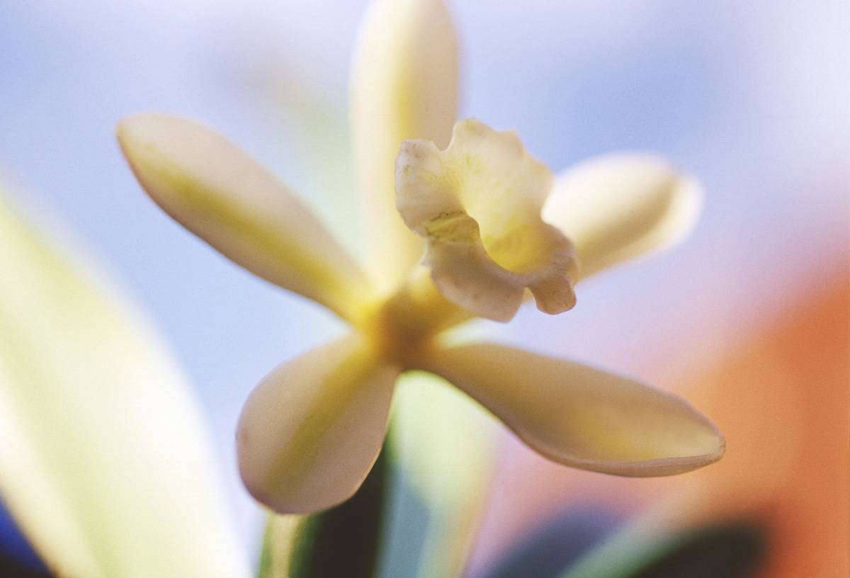 vanilla plant