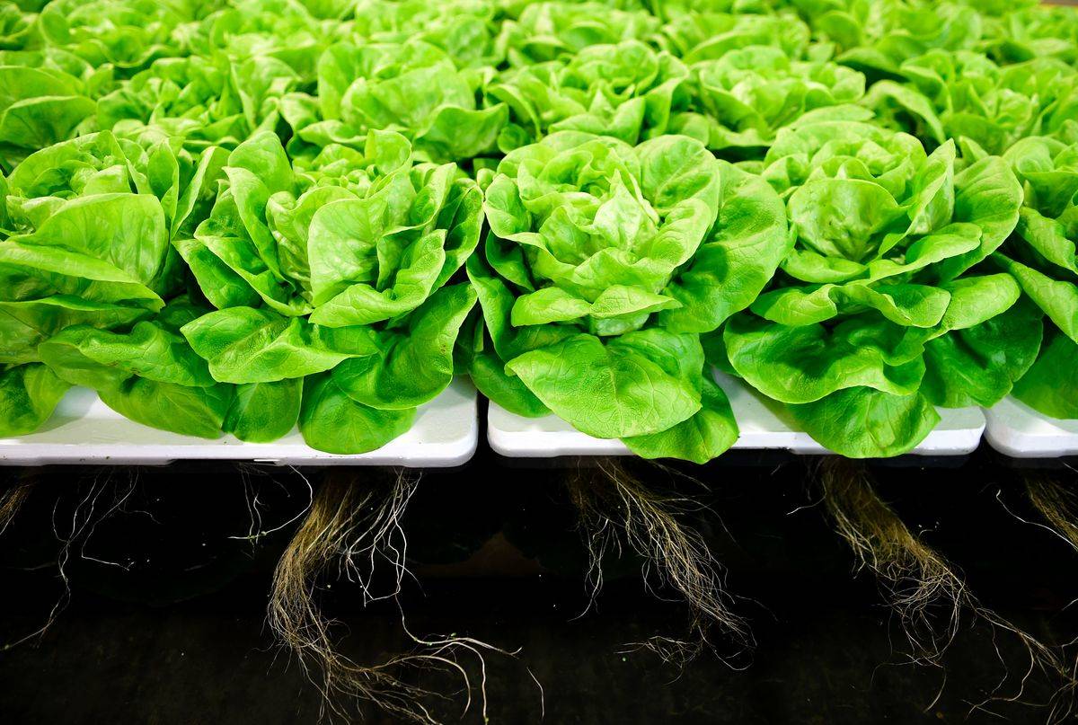 Lettuce grows on a platform.