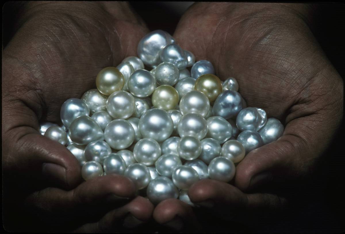 A handful of cultured South Sea pearls at a pearl farm