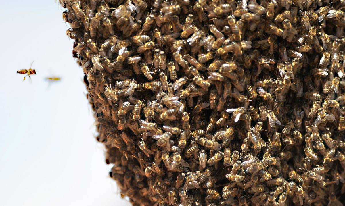 Bees are pictured on a electrical post