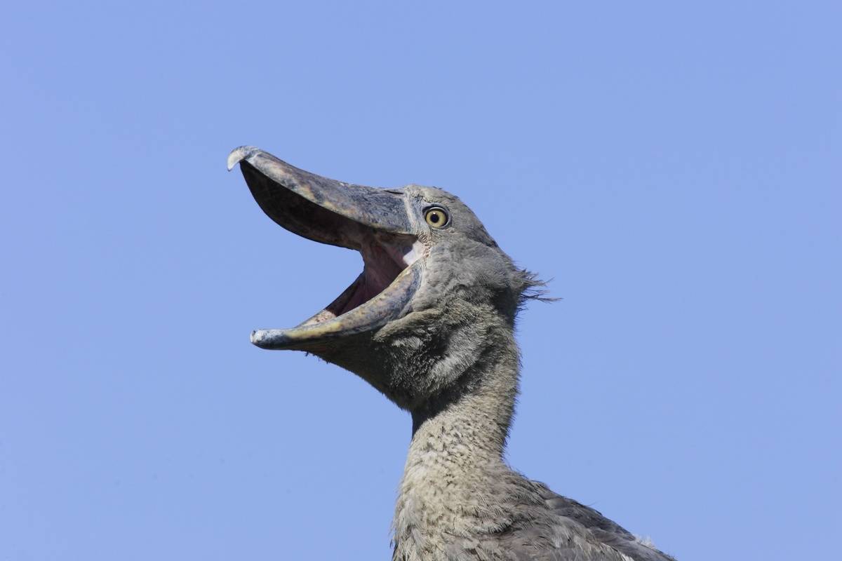 bird with enormous beak and mouth open