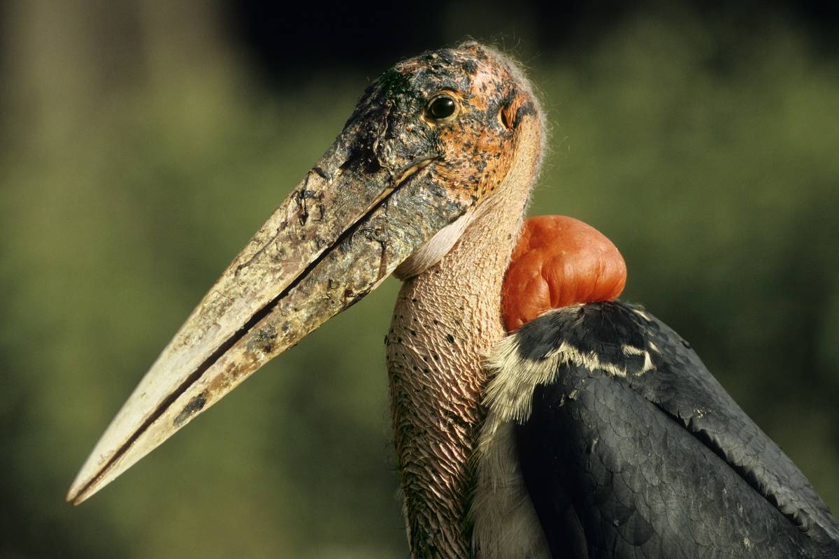 marabou stork - long beak, red lump at base of neck