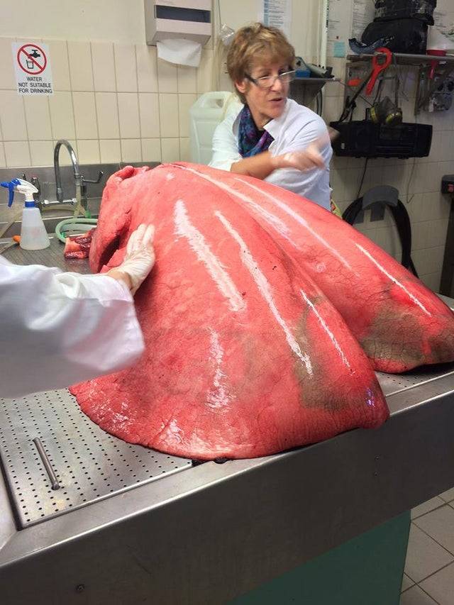 horse lungs fully inflated