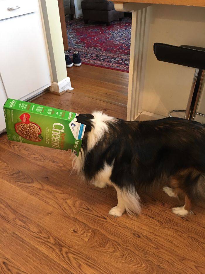 dog cheerios