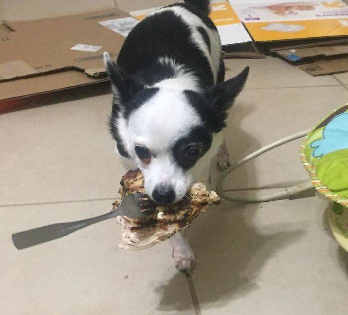 dog chicken