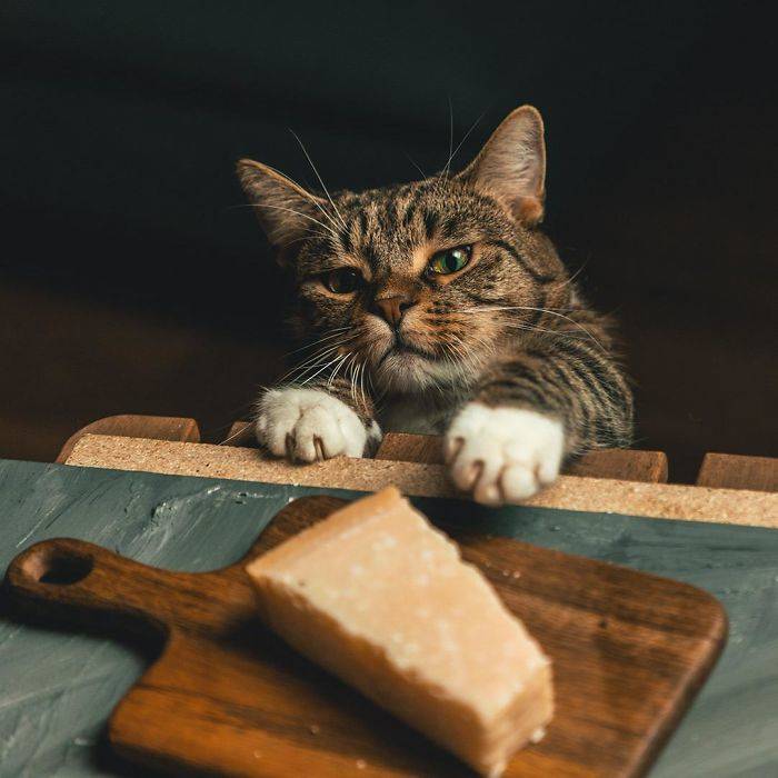 cat cheese