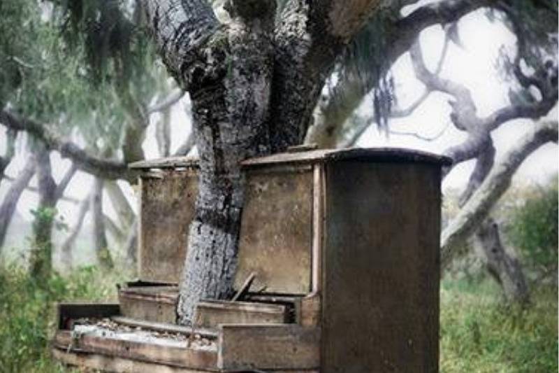 Nature plays music on the piano