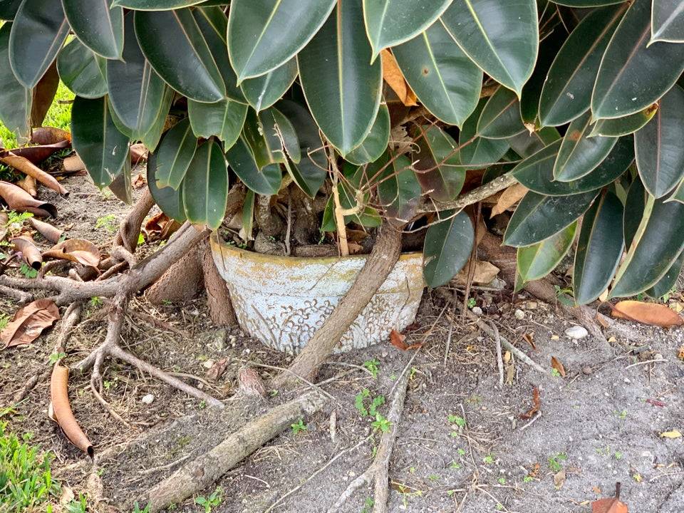 Plot Plant outgrew pot and kept going